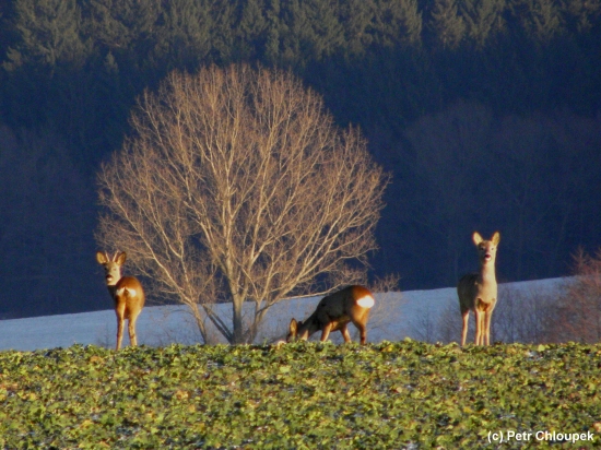 Na rozloučenou se starým rokem (2)