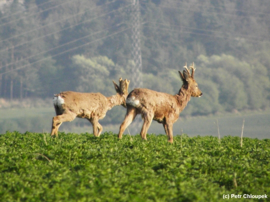 Zatím jdou vedle sebe...