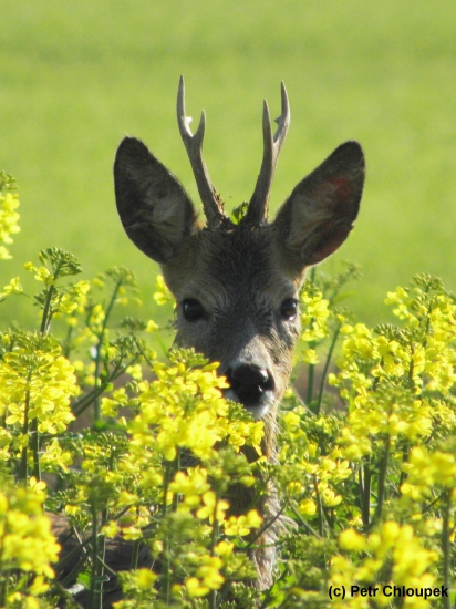 Setkání na pár kroků...