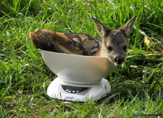 Tak kolik teda mám?