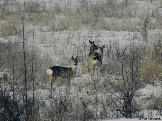 Srnčí v travinách