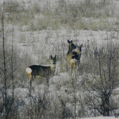 Srnčí v travinách