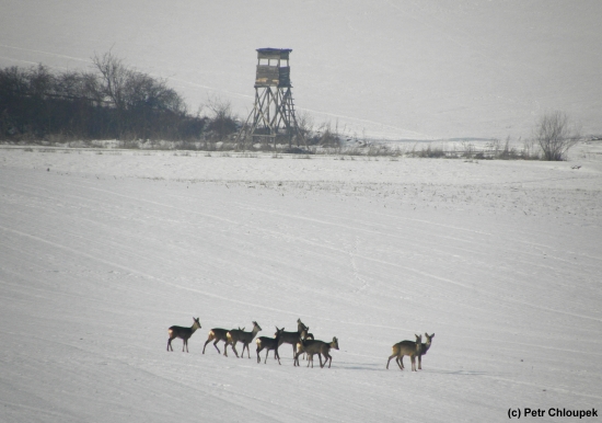 Na zasněžených pláních