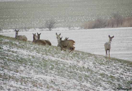 Srnčí na svahu (1)