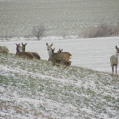 Srnčí na svahu (1)