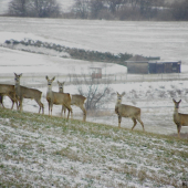 Srnčí na svahu (2)