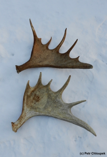 Čekal jsem na ně dlouho, ale dočkal jsem se...