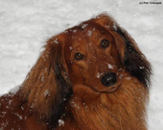 Malý vzrůstem, ale velký srdcem - můj Žolík