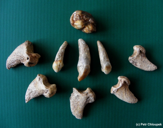 Kolekce z jeskynního medvěda