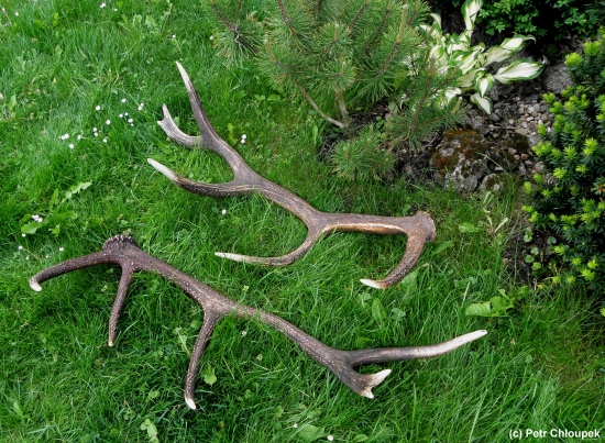 Kapitální jelení shozy od kamaráda