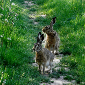 Honcování zajíců