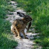 Co se tak udiveně na mě díváš, také se musím poškrábat!!