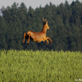 Letím si, ani nevím jak