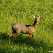 Ranní setkání na louce