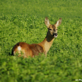 V bezpečném úkrytu