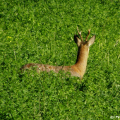 Jistící šesterák