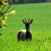 V protisvětle ranního sluníčka