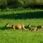 Rychle, ať nám maminka neuteče!!
