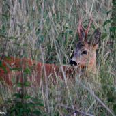 V bezpečném úkrytu travin