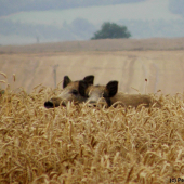 Setkání s černými rytíři během žní