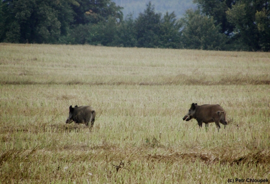Černí rytíři na řepkovém strništi