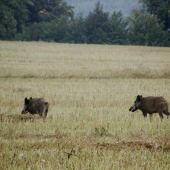 Černí rytíři na řepkovém strništi