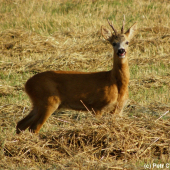 Šel za hlasem svého srdce