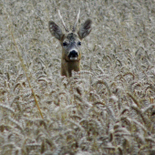Další srnec, který podlehl tónu vábničky