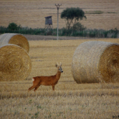 Opět jsem se s ním setkal a napískal ho