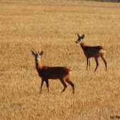 Mladíci na strništi