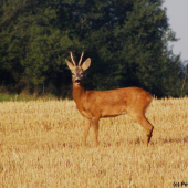 Ještě na pískání trochu reagoval