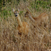 Moc se tam kluku neschovávej, já Tě stejně vidím!!