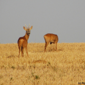 Jedna kouřová po ránu
