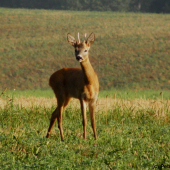 Zvědavost zvítězila