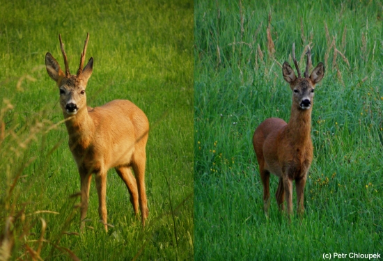 Účastníci souboje