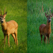 Účastníci souboje