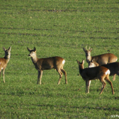 Tlupa srnčí zvěře