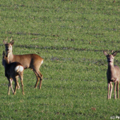 Ještě jsme stále fešáci