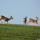 Ty kluku jeden zlobivý!!