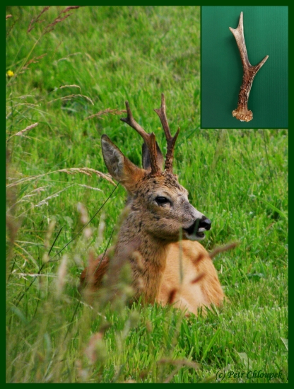 Srnec a jeho levý shoz