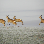 Běží naproti novému roku 2013