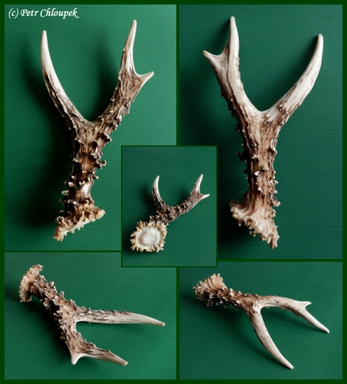 Životní kapitální srnčí shoz!!