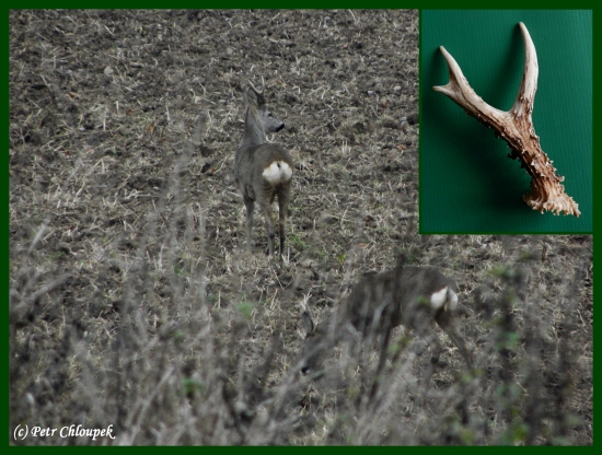 Kapitální srnec a jeho pravý shoz
