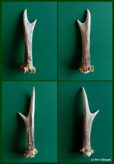 Srnčí shozy z ročků vidláčků