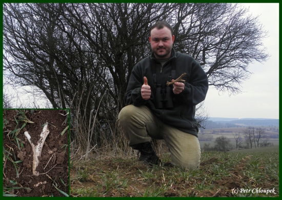 Další srnčí shoz, ale bohužel poškozený orbou (2)