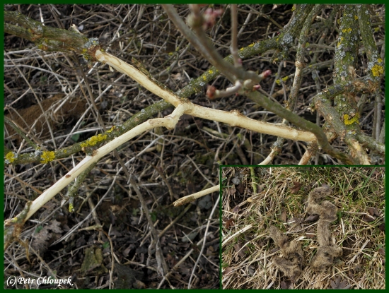 Vytlučený keřík a zbytky lýčí ze srnčích parůžků
