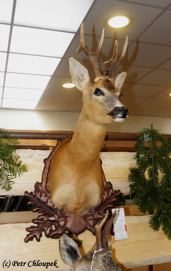 Okresní chovatelská přehlídka trofejí za rok 2012 v Černé Hoře (2)