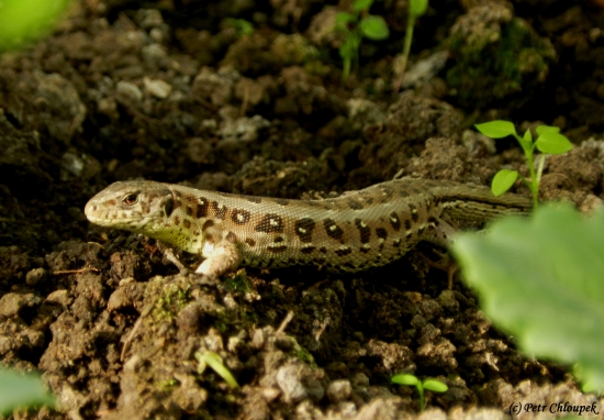 Stálá obyvatelka naší zahrady