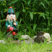 Strážce ptačího pítka