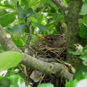 Překvapení v jabloni